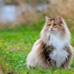 Razas de gato de pelo largo