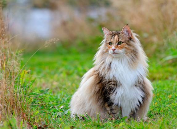 Razas de gato de pelo largo