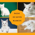 Razas de gatos blancos