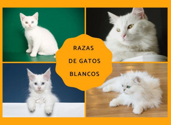 Razas de gatos blancos