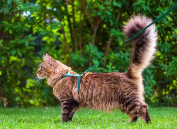 Razas de gatos con cola esponjosa