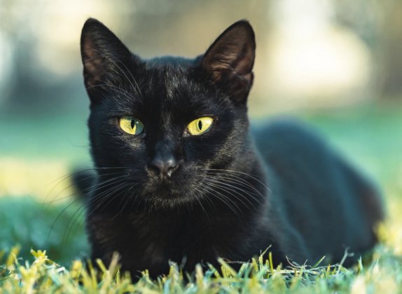 Razas de gatos con ojos amarillos