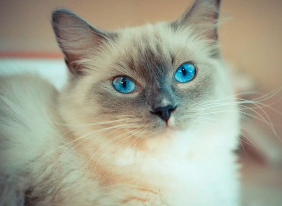 Razas de gatos con ojos azules