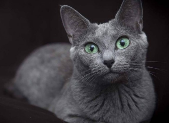 Razas de gatos con ojos verdes