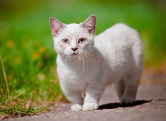 Razas de gatos con patas pequeñas