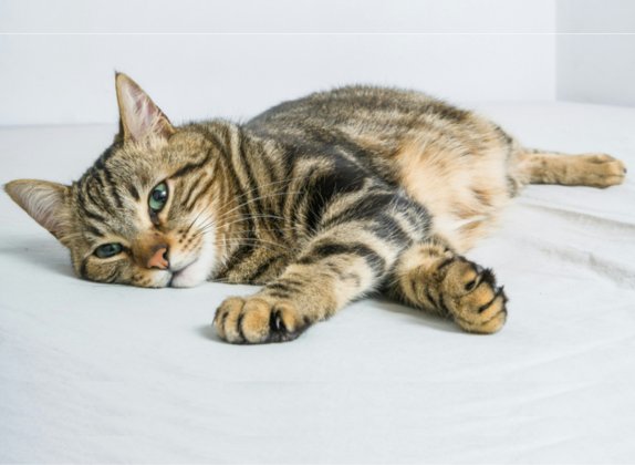 Razas de gatos con patrones de manto atigrado