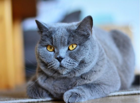 Razas de gatos con patrones de manto azul