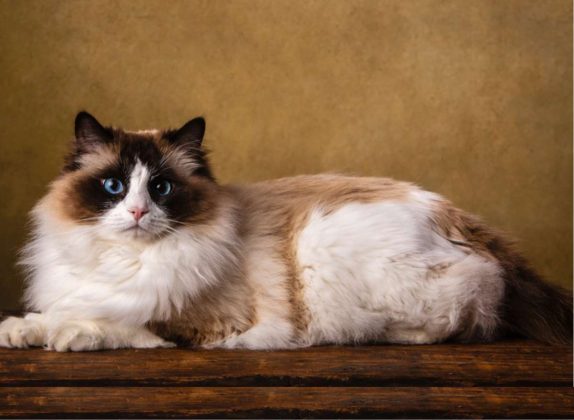 Razas de gatos con patrones de manto bicolor