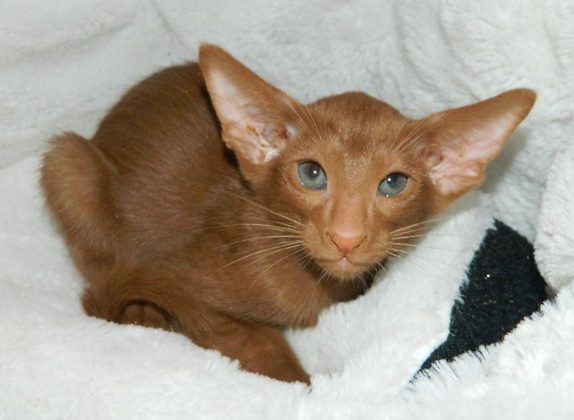 Razas de gatos con patrones de manto canela