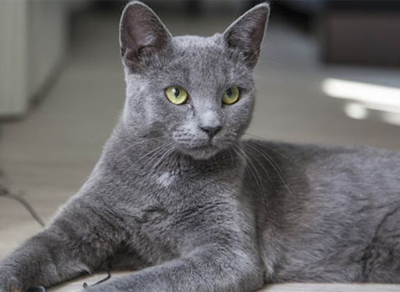 Razas de gatos con patrones de manto gris