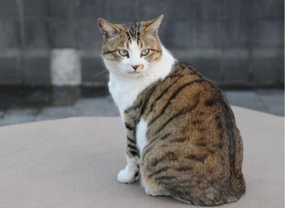 Razas de gatos con patrones de manto mackerel