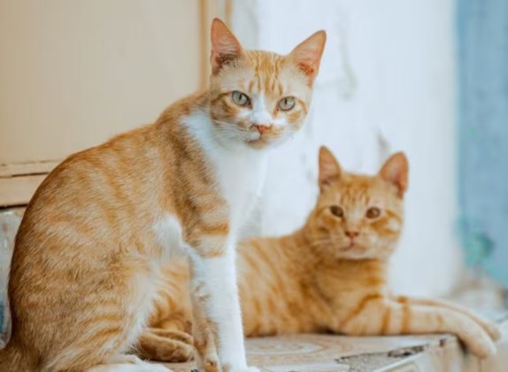 Razas de gatos con patrones de manto naranja