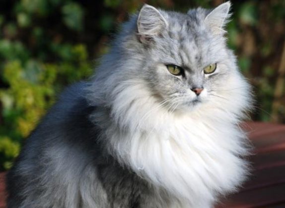 Razas de gatos con patrones de manto sombreado