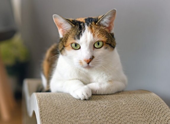 Razas de gatos con patrones de manto tricolor