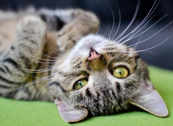 Razas de gatos con personalidad extrovertida