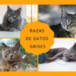 Razas de gatos grises