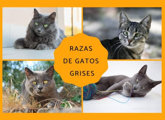 Razas de gatos grises