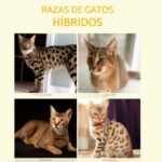 Razas de gatos híbridos