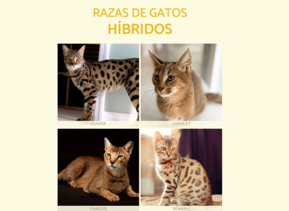 Razas de gatos híbridos