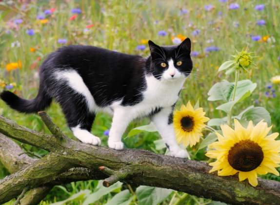 Razas de gatos más comunes