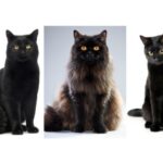 Razas de gatos negros