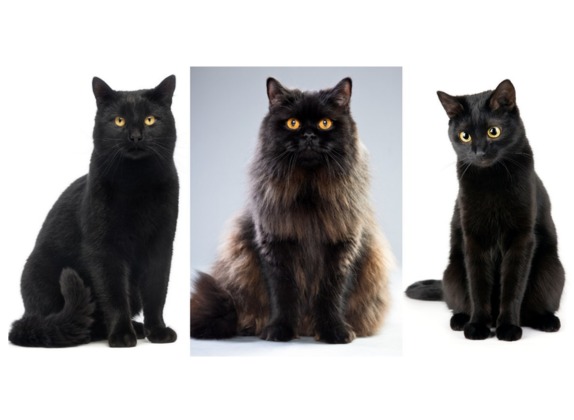 Razas de gatos negros