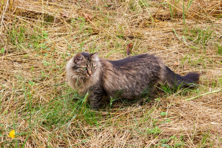 Razas de gatos alemanas