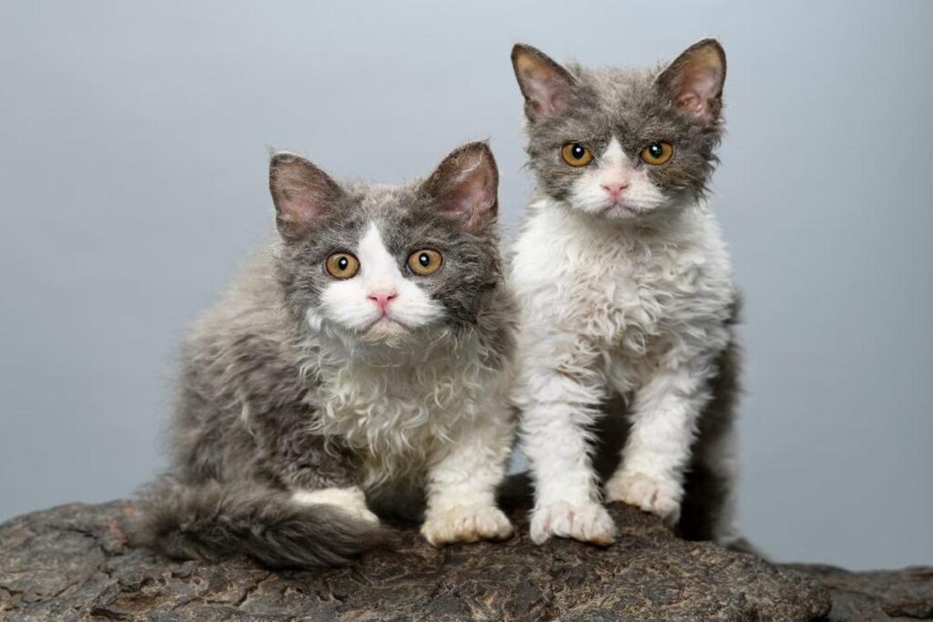 Razas de gatos de pelaje rizado