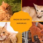 Razas de gatos naranjas