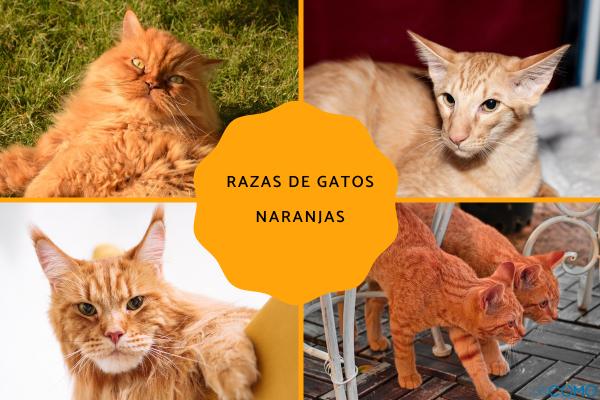 Razas de gatos naranjas