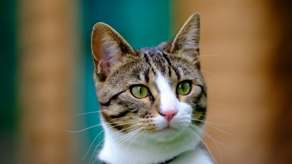 Razas de gatos con patrones de manto tabby