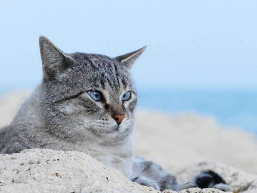 Razas de gatos con patrones de manto clásicos