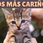 Razas de gatos cariñosos