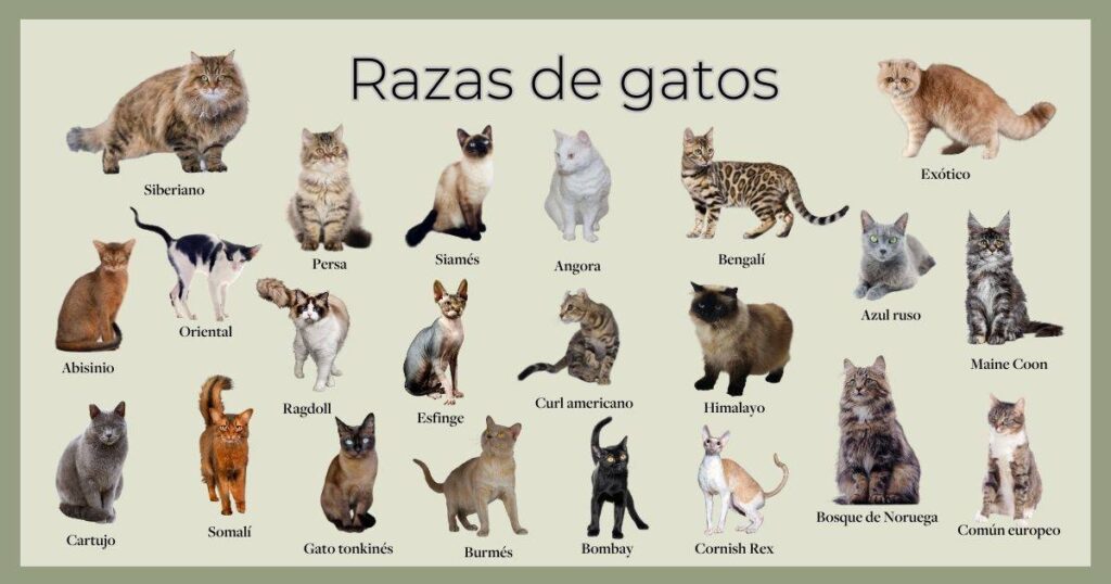 Razas de gatos territoriales