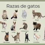 Razas de gatos territoriales