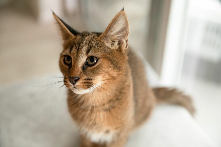 razas de gatos marrón